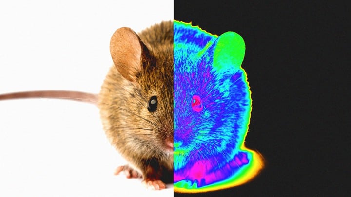 Thermo Rat Detection