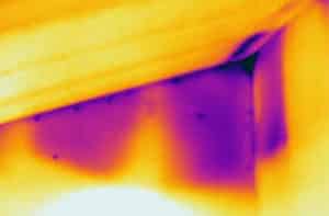 Thermographic Pest Inspection